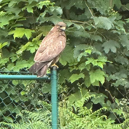 Hawk *